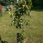 Community Orchard pear tree