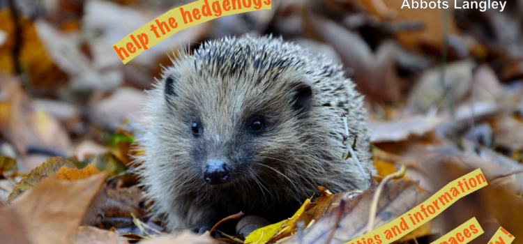 Help the Hedgehogs (an ALF & GBGW event)