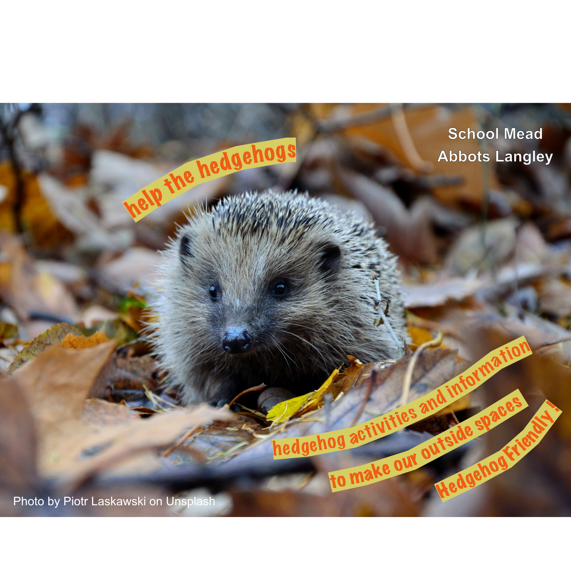 Help the Hedgehogs (an ALF & GBGW event)